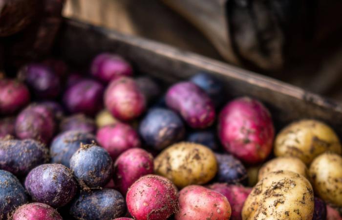 البطاطا
      جزء
      مهم
      من
      نظامك
      الغذائي
      الصحي