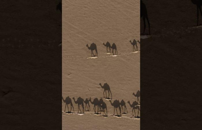 ظلال الإبل فوق رمال ذهبية.. مشهد جوي يخطف الأنظار في صحراء عُمان