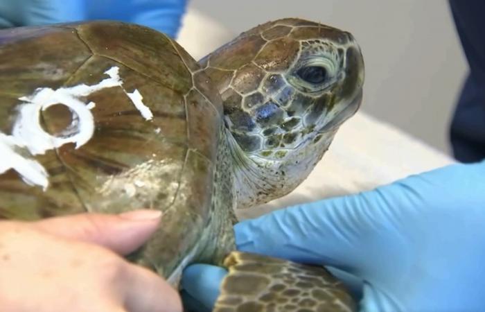 "ماء بارد وهواء قارس".. متطوعون ينقذون سلاحف بحرية جرفتها الأمواج إلى شاطئ في أمريكا