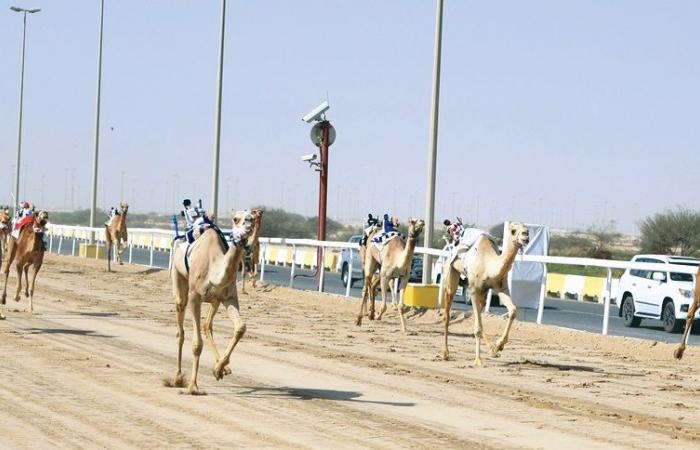 مهرجان سمو الأمير الوالد للهجن.. انطلاقة قوية وتحديات مثيرة على ميدان الشحانية