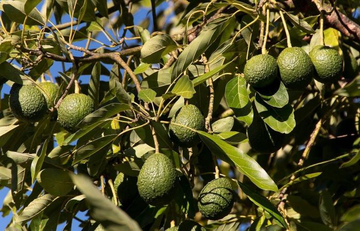 ما
      أفضل
      وقت
      لتناول
      الأفوكادو
      لإنقاص
      الوزن
      وتحسين
      النوم؟