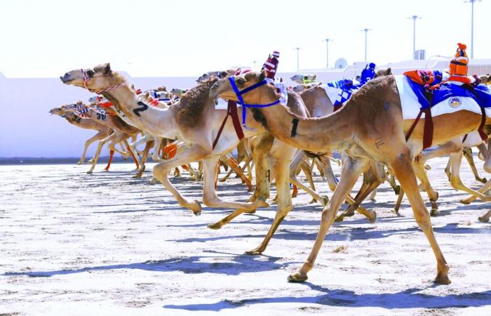 الملاك يتقاسمون رموز الثنايا في مهرجان الأمير الوالد للهجن