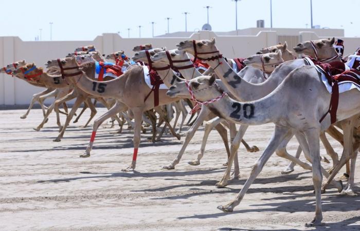 غدا .. اختتام مهرجان الأمير الوالد للهجن العربية الأصيلة