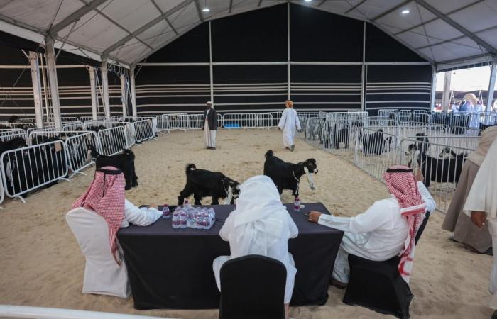 مهرجان حلال قطر يواصل فعالياته في كتارا وسط منافسات قوية وإقبال كبير