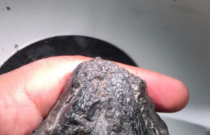 بحجم كرة قدم.. اكتشاف كائن قد يكون من أوائل الحيوانات البرية العاشبة