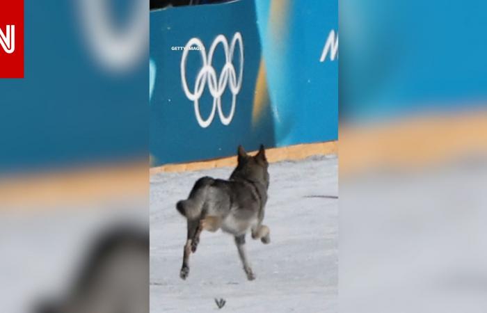 متابعة: لحظة غير متوقعة.. كلب ينضم إلى سباق سيدات خلال الألعاب الأولمبية الشتوية