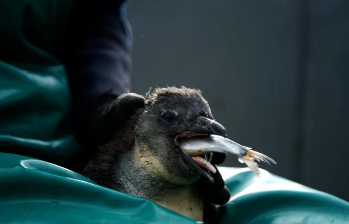 فصيلة البطريق الوحيدة في إفريقيا تتضور جوعًا.. هل إنقاذها ممكن؟