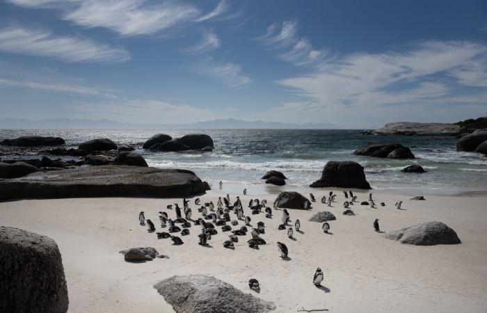 فصيلة البطريق الوحيدة في إفريقيا تتضور جوعًا.. هل إنقاذها ممكن؟