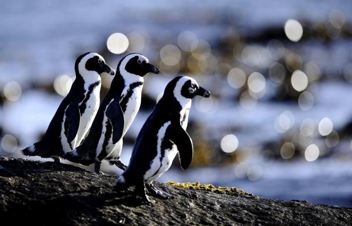 فصيلة البطريق الوحيدة في إفريقيا تتضور جوعًا.. هل إنقاذها ممكن؟