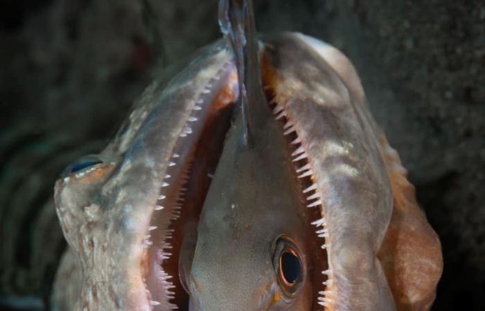 سمكة "تبتسم" بين فكي مفترس ومصورها يكشف ما إذا نجت من قبضة الموت