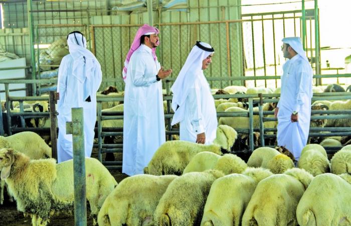 ارتفاع أسعار الخراف المحلية والمستوردة