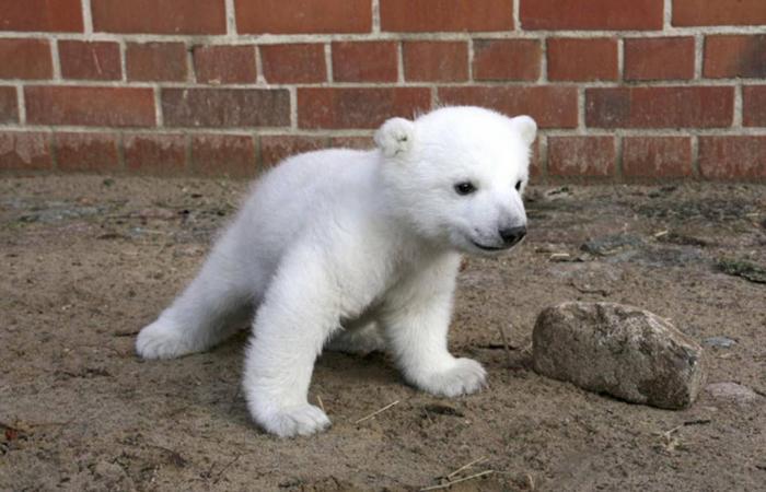 مسلسل
      «صحاب
      الأرض»
      الرمضاني
      يثير
      غضباً
      في
      إسرائيل