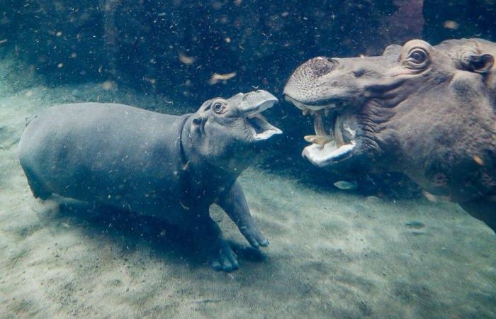 «بانش»
      والدمية...
      قصة
      قرد
      يتيم
      أسرت
      قلوب
      الملايين