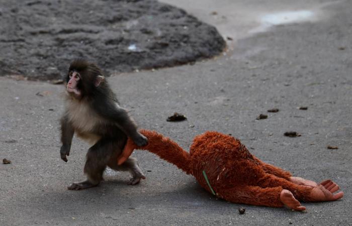 «بانش»
      والدمية...
      قصة
      قرد
      يتيم
      أسرت
      قلوب
      الملايين