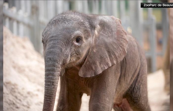 بعد 13 عامًا.. ولادة أول فيلة في حديقة حيوانات فرنسية
