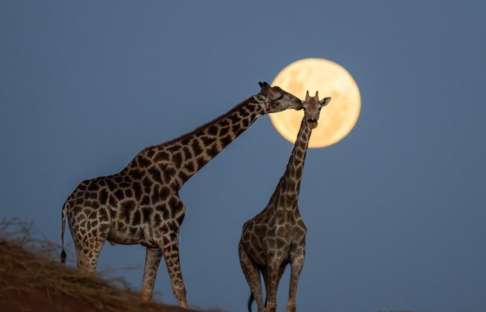 لن تصدق أنها حقيقية.. صور مذهلة تكشف جمال طبيعة جنوب إفريقيا