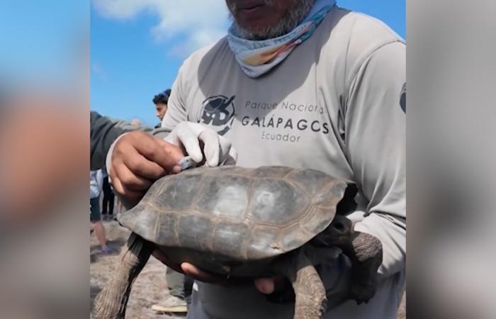 عودة السلاحف العملاقة إلى جزر غالاباغوس بعد ما يقارب 200 عام