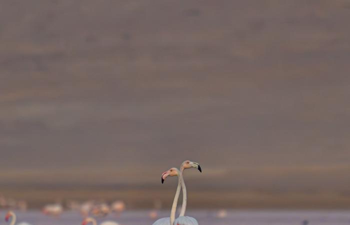 مصور يوثق مشاهد حالمة لطيور الفلامنجو في بحيرة قارون بمصر