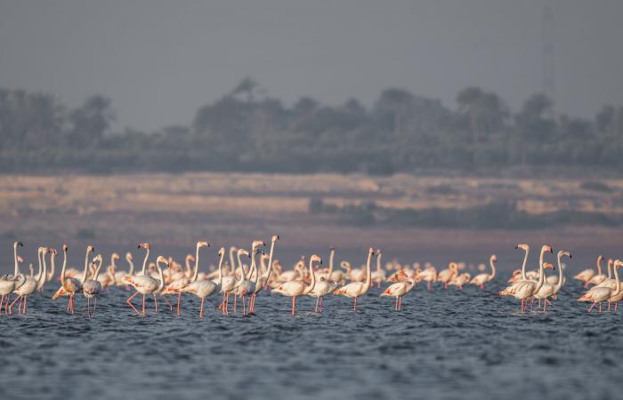 مصور يوثق مشاهد حالمة لطيور الفلامنجو في بحيرة قارون بمصر