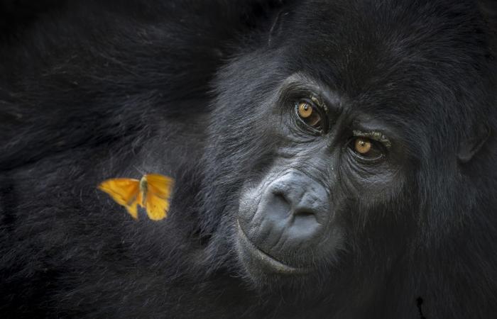 صورة نادرة لحوت مصاب بالمهق تفوز في جائزة تصوير مرموقة