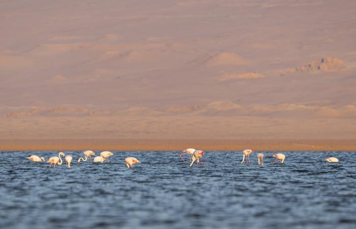 مصور يوثق مشاهد حالمة لطيور الفلامنجو في بحيرة قارون بمصر