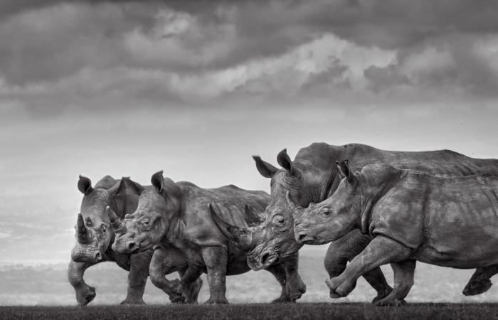 صورة نادرة لحوت مصاب بالمهق تفوز في جائزة تصوير مرموقة