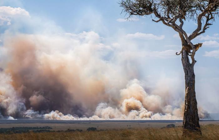 صورة نادرة لحوت مصاب بالمهق تفوز في جائزة تصوير مرموقة