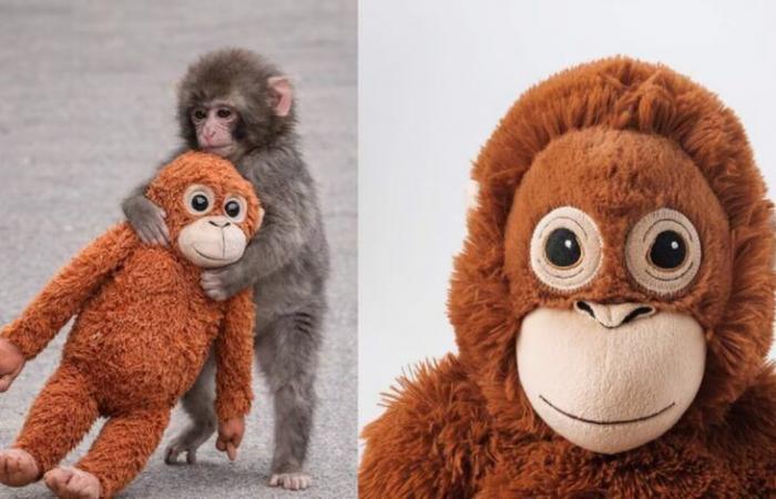 دمية
      قرد
      من
      IKEA
      تشعل
      مواقع
      التواصل
      عالميًا
      وتنفد
      من
      الأسواق
      بعد
      قصة
      مؤثرة