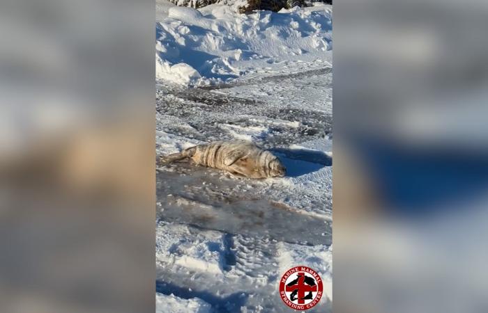 شاهد فقمة تغفو على طريق مغطى بالثلوج