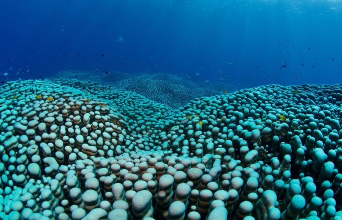 أم وابنتها تكتشفان أكبر مستعمرة مرجانية في العالم قبالة ساحل أستراليا