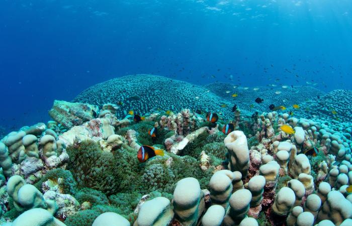 أم وابنتها تكتشفان أكبر مستعمرة مرجانية في العالم قبالة ساحل أستراليا