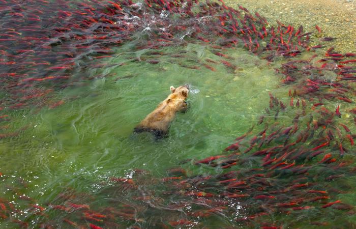 مصور يلتقط دبًا بنيًا في قلب موجةٍ من أسماك السلمون في براري ألاسكا