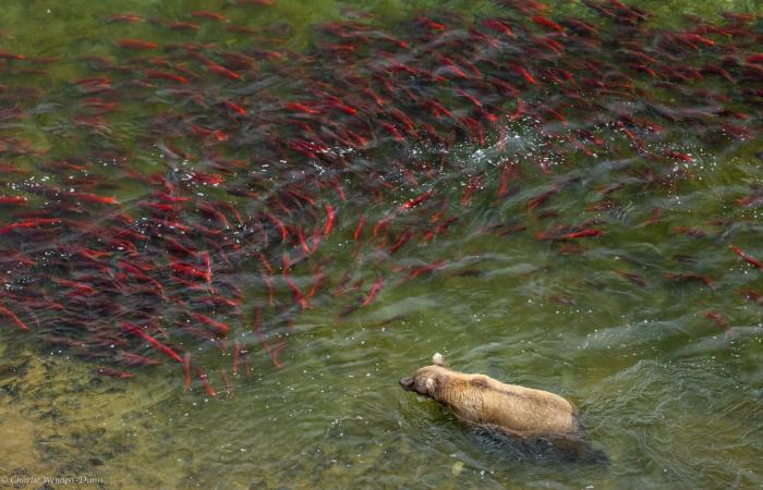 مصور يلتقط دبًا بنيًا في قلب موجةٍ من أسماك السلمون في براري ألاسكا