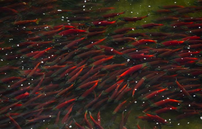 مصور يلتقط دبًا بنيًا في قلب موجةٍ من أسماك السلمون في براري ألاسكا