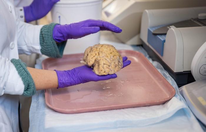 علماء يكتشفون مفتاح الحفاظ على حدة الذهن في الشيخوخة