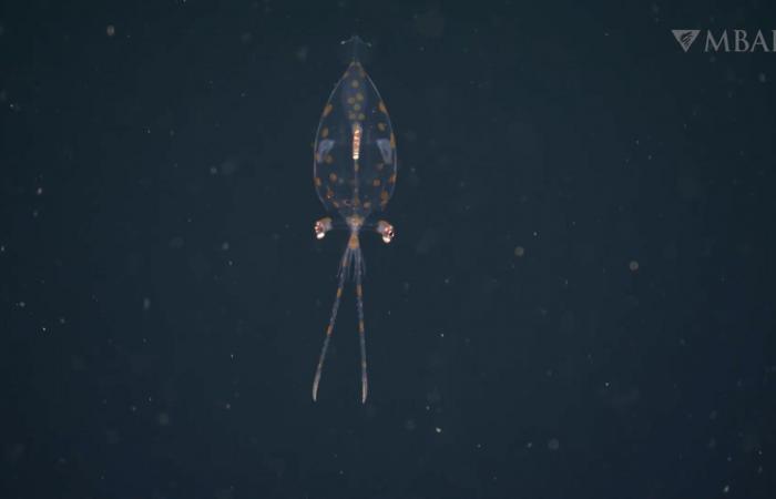 كاميرا توثق ظهور صغير الحبار الزجاجي في أعماق البحر