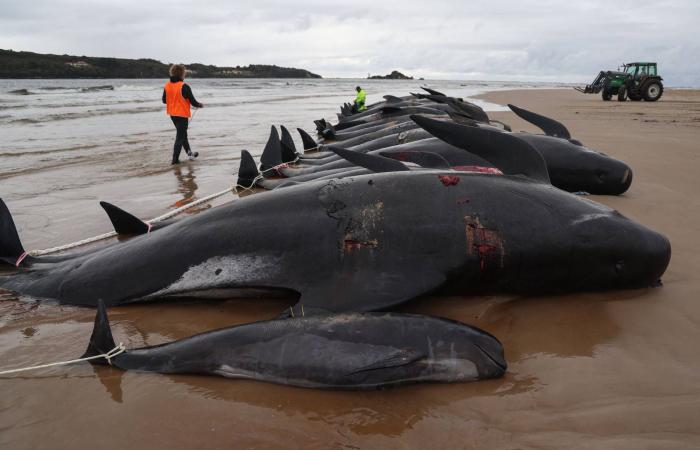 نفوق
      جماعي
      لـ55
      من
      الحيتان
      الطيارة
      بسبب
      «ولائها»
      لقطيعها