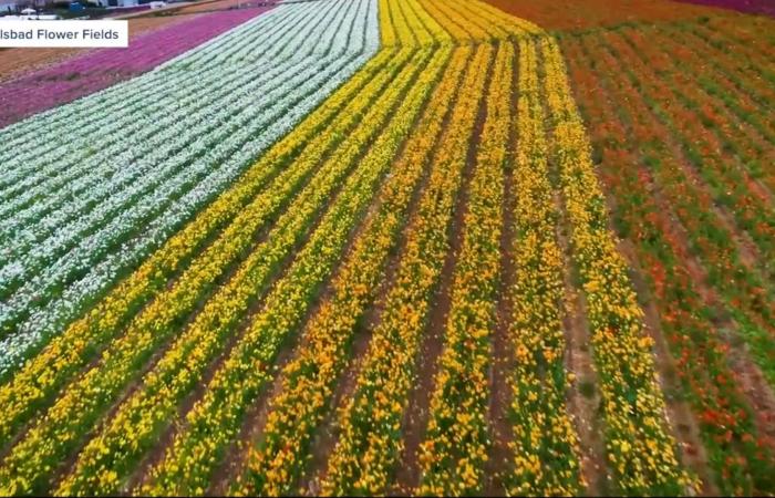 80 مليون زهرة بكل الألوان.. أحد أشهر عروض الزهور في العالم يفتح أبوابه