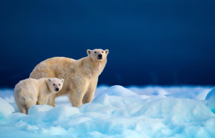لحظة عاطفية لأنثى دب قطبي وصغيرها فوق الجليد تدهش رواد الإنترنت