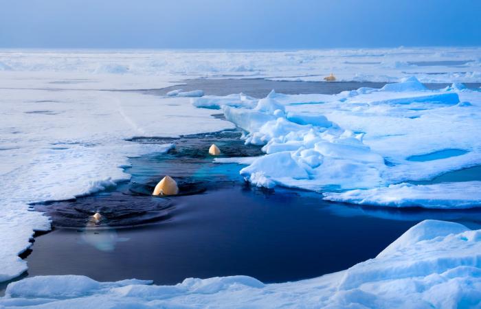 لحظة عاطفية لأنثى دب قطبي وصغيرها فوق الجليد تدهش رواد الإنترنت
