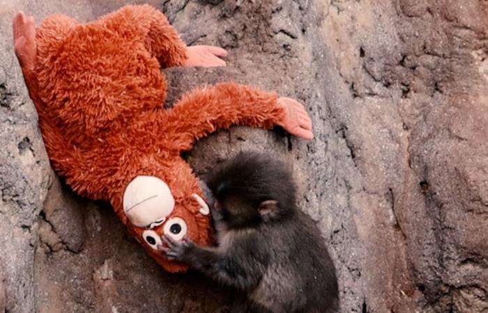 لماذا تعاطف العالم مع القرد "بانش".. وكيف حاله اليوم؟