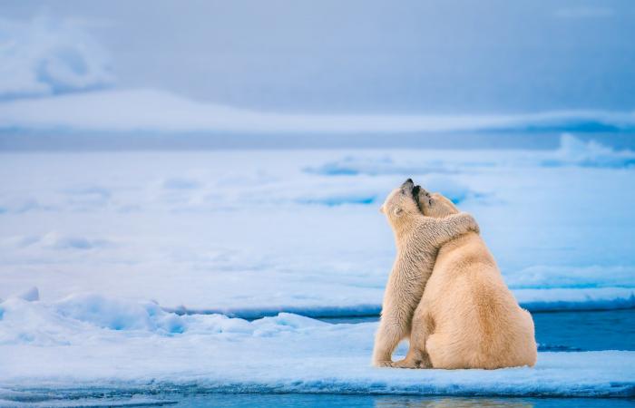 لحظة عاطفية لأنثى دب قطبي وصغيرها فوق الجليد تدهش رواد الإنترنت