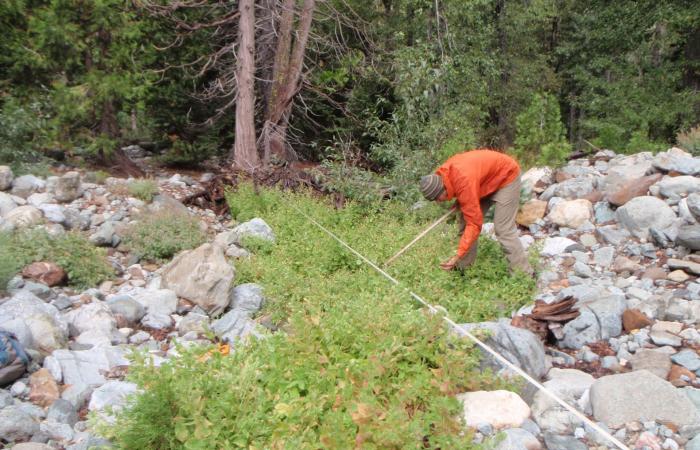 نجاة غير متوقعة.. زهرة برية تتحدى الجفاف عبر تطور جيني سريع