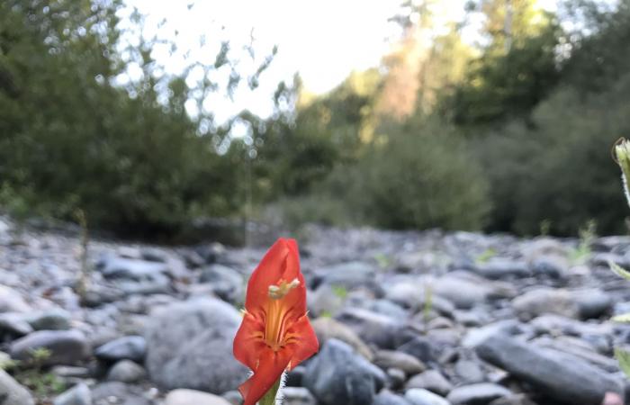 نجاة غير متوقعة.. زهرة برية تتحدى الجفاف عبر تطور جيني سريع