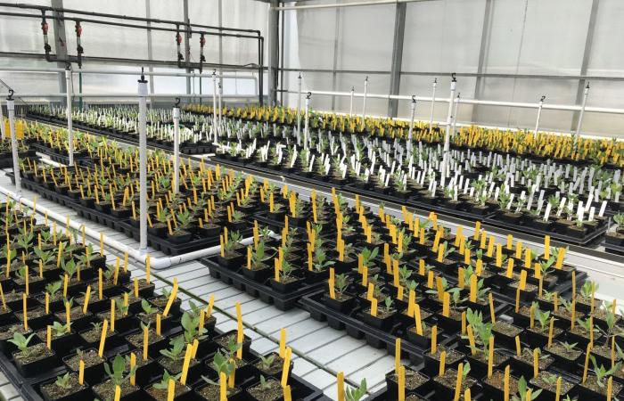 نجاة غير متوقعة.. زهرة برية تتحدى الجفاف عبر تطور جيني سريع