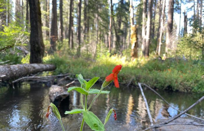 نجاة غير متوقعة.. زهرة برية تتحدى الجفاف عبر تطور جيني سريع