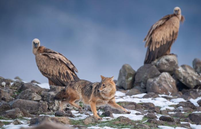 صور توثق لحظة صراعٍ محتدم بين نسر ضخم وابن آوى في جبال بلغاريا