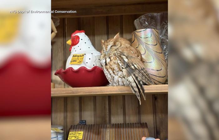 بدت وكأنها إحدى التحف القديمة.. متسوّقون يرصدون بومة نائمة على رف متجر