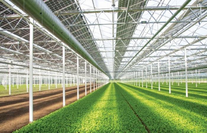 120 ألف طن إنتاج قطر من الخضراوات خلال 2026