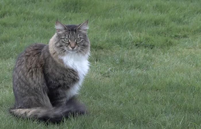 قط ظريف يعبر حدود دولتين يوميًا بلا اكتراث للقوانين الدولية